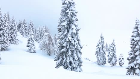 small-green-pine-trees-covered-with-snow-on-the-branches-and-at-the-ground-on-a-hill-in-slovenia-on-a-cloudy-day