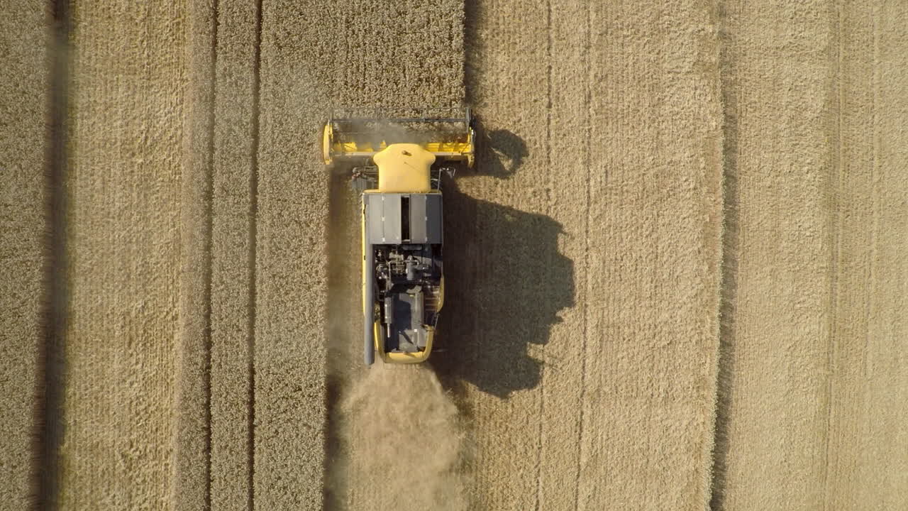cosechadora trabajando en campo de trigo