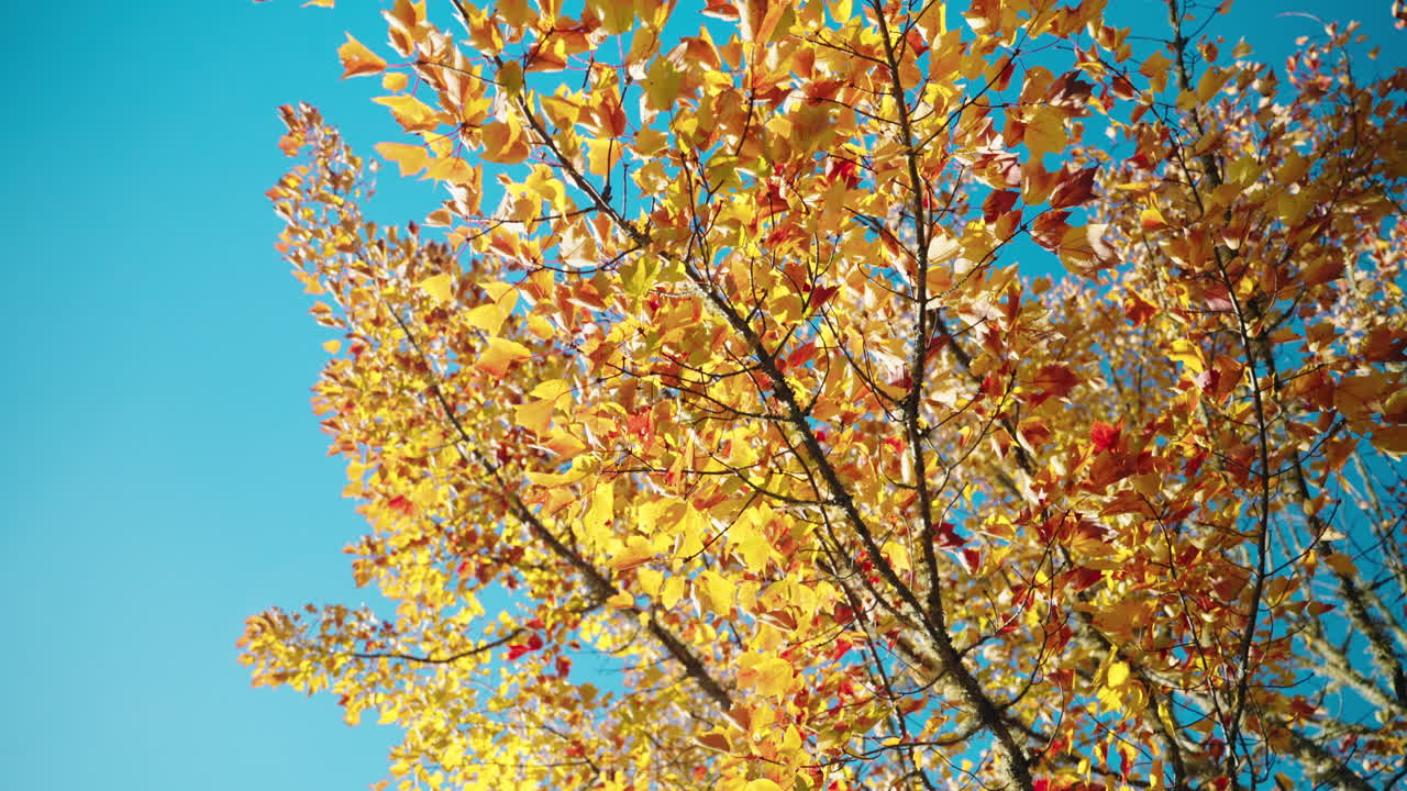 Colorful autumn tree foliage in the forest. Sun rays coming through the leaves.