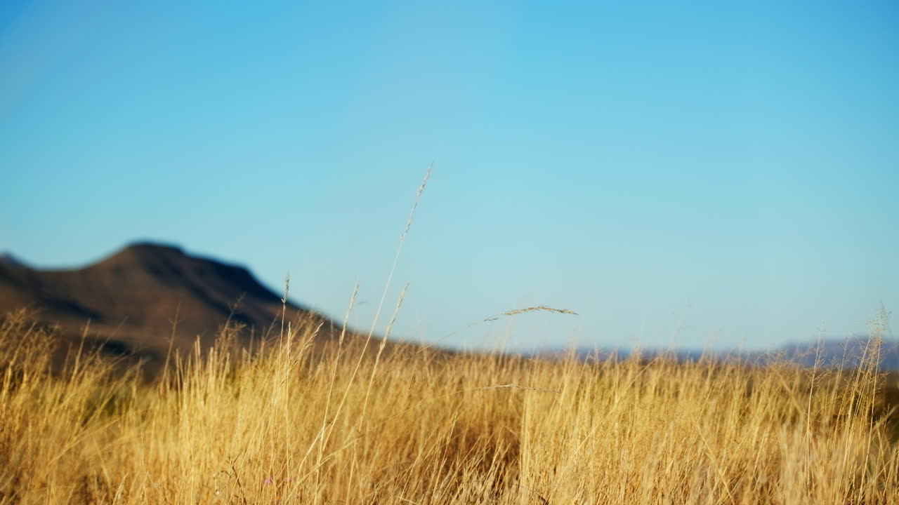 카루 농장에서 바람에 흔들리는 노란색 건조한 긴 풀의 낮은 각도 시각