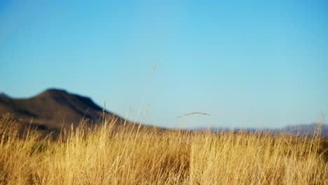 low angle view of yellow dry long grasses swaying in breeze on karoo farm