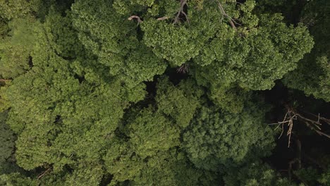 Un-Dron-Aéreo-Descendió-Disparado-Entre-Una-Exuberante-Selva-Tropical-Exótica-Tropical-En-Una-Isla-De-Tailandia