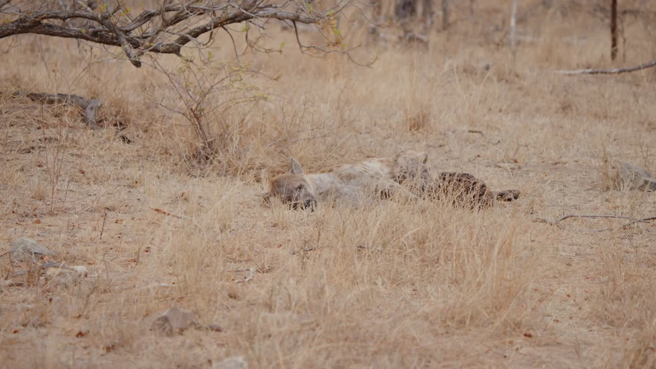 Spotted hyena chewing on bone, slow motion, Kruger National Park, South Africa