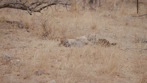 spotted hyena chewing on bone, slow motion, kruger national park, south africa