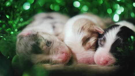 little funny puppies sleep near a green garland