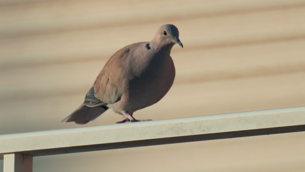 A calm dove perched on a balcony railing under warm sunlight