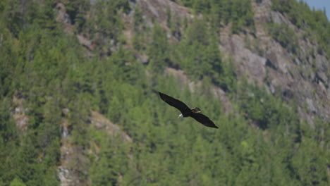 An-Eagle-flying-in-British-Columbia-Canada-over-the-ocean-looking-for-fish