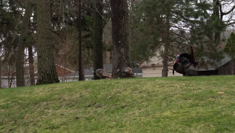 A-Male-turkey-strutting-and-chasing-two-female-turkeys-in-a-suburban-backyard