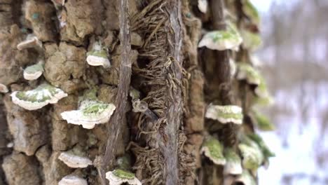 Poison-ivy-vine-as-they-appear-in-winter-with-no-leaves-to-identify-them