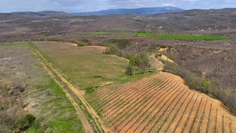 Small-vineyard-stretched-on-top-of-a-hill-in-a-rural-area