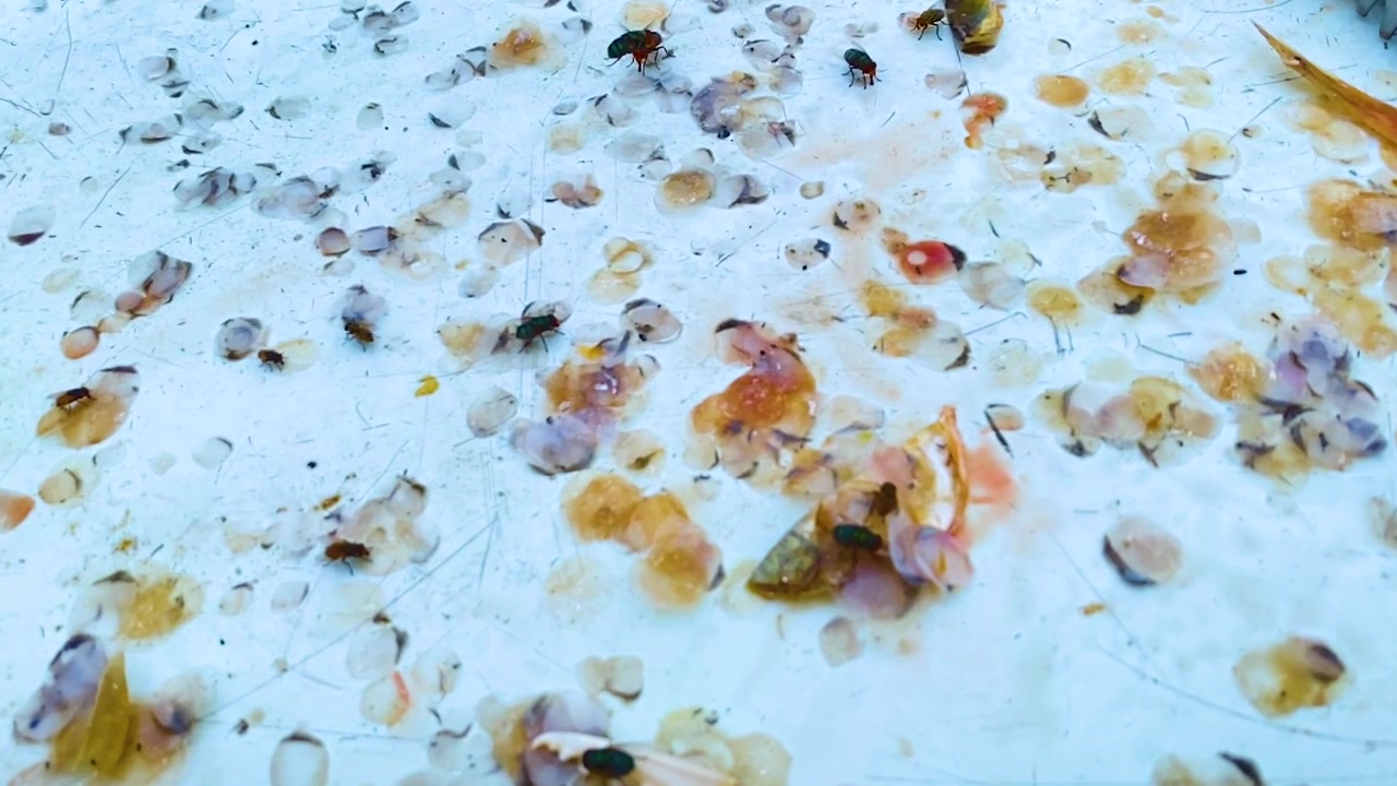 Escamas de peixe e frutos do mar desperdiçados atraindo moscas da fruta - tomada estática em close-up