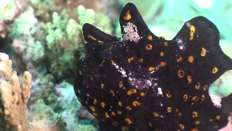 peixe-sapo preto com manchas laranjas boca aberta até ao extremo