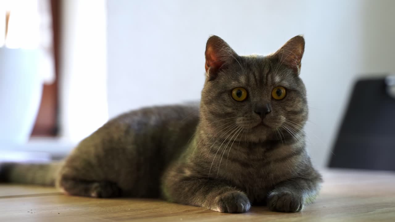 Primo piano di un gatto attento con gli occhi gialli sdraiato su un tavolo di legno a casa.