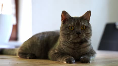 Close-up-shot-of-attentive-cat-with-yellow-eyes-lying-on-wooden-table-at-home