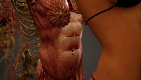 ilustración animada de la anatomía humana en 3d