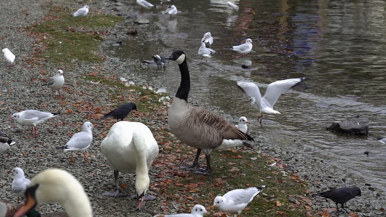 un ganso de canadá, un cisne y numerosas gaviotas y pájaros más pequeños se juntan y se alimentan de comida en una playa de guijarros en la orilla del lago windermere en el distrito de los lagos, cumbria, inglaterra, reino unido