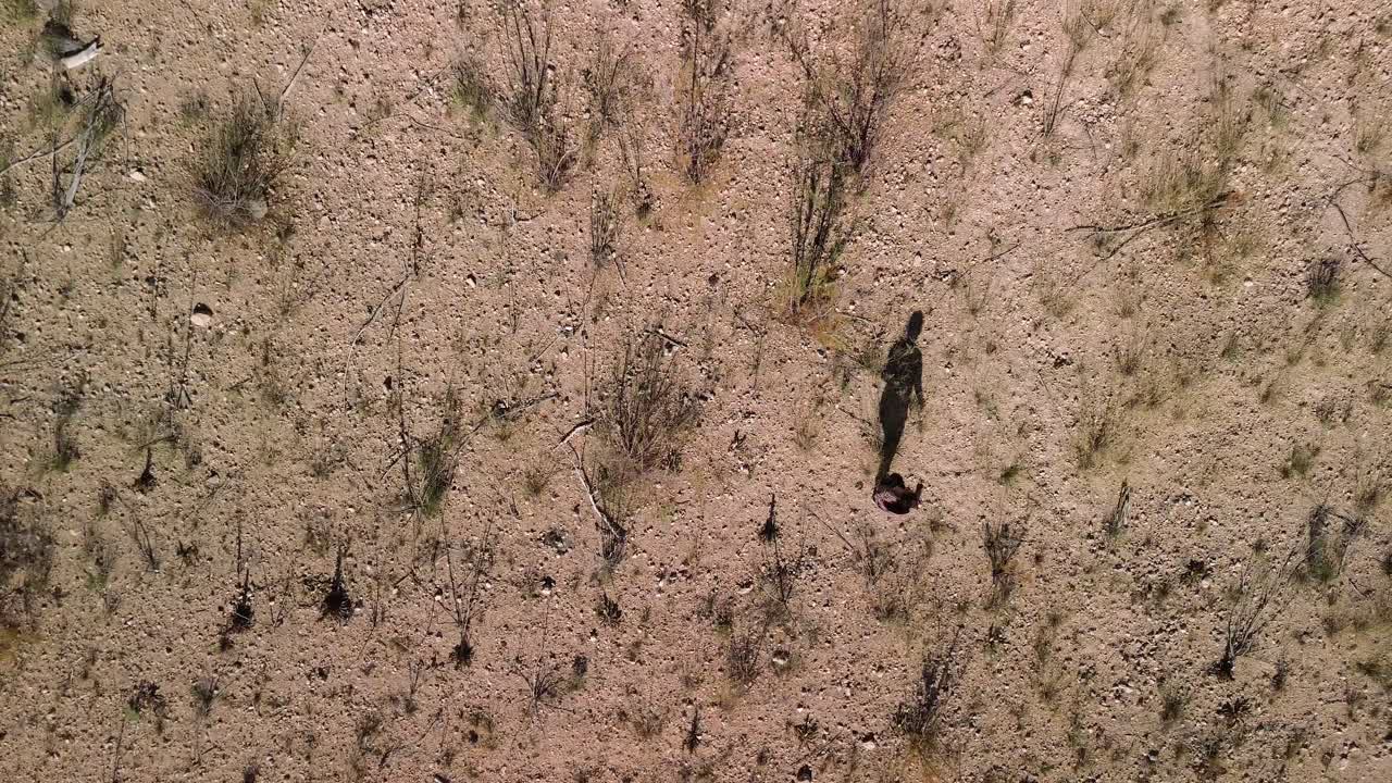Top-down shot of a girl walking alone and disoriented across dry, barren land, with broken branches casting eerie, elongated shadows