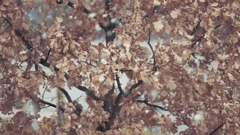 Fresh-light-snow-swirls-slowly-falling-on-dry-oak-tree-leaves