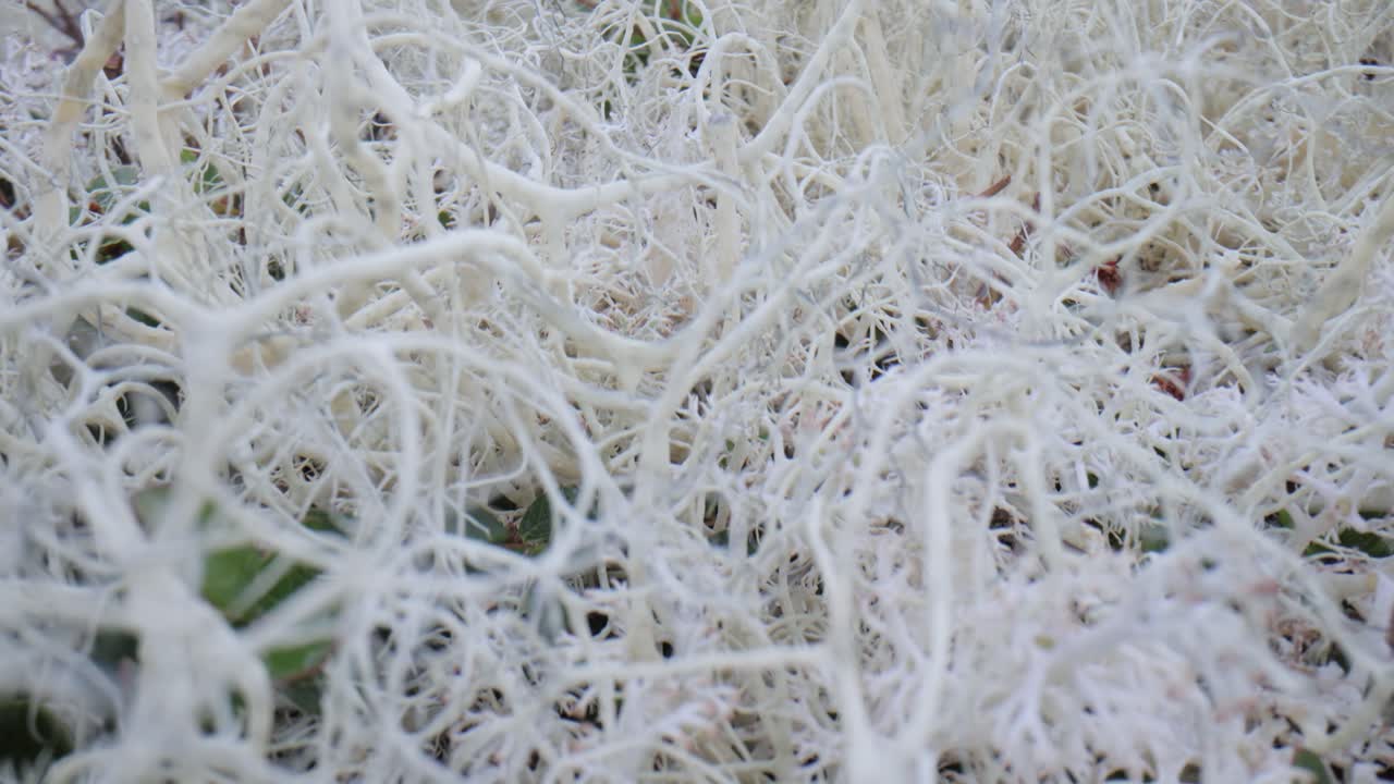 la tundra ártica, la hermosa naturaleza, el paisaje natural de noruega.