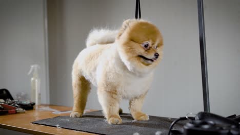 the cute little dog is in the animal spa with his tongue hanging out, people have made her a stylish haircut