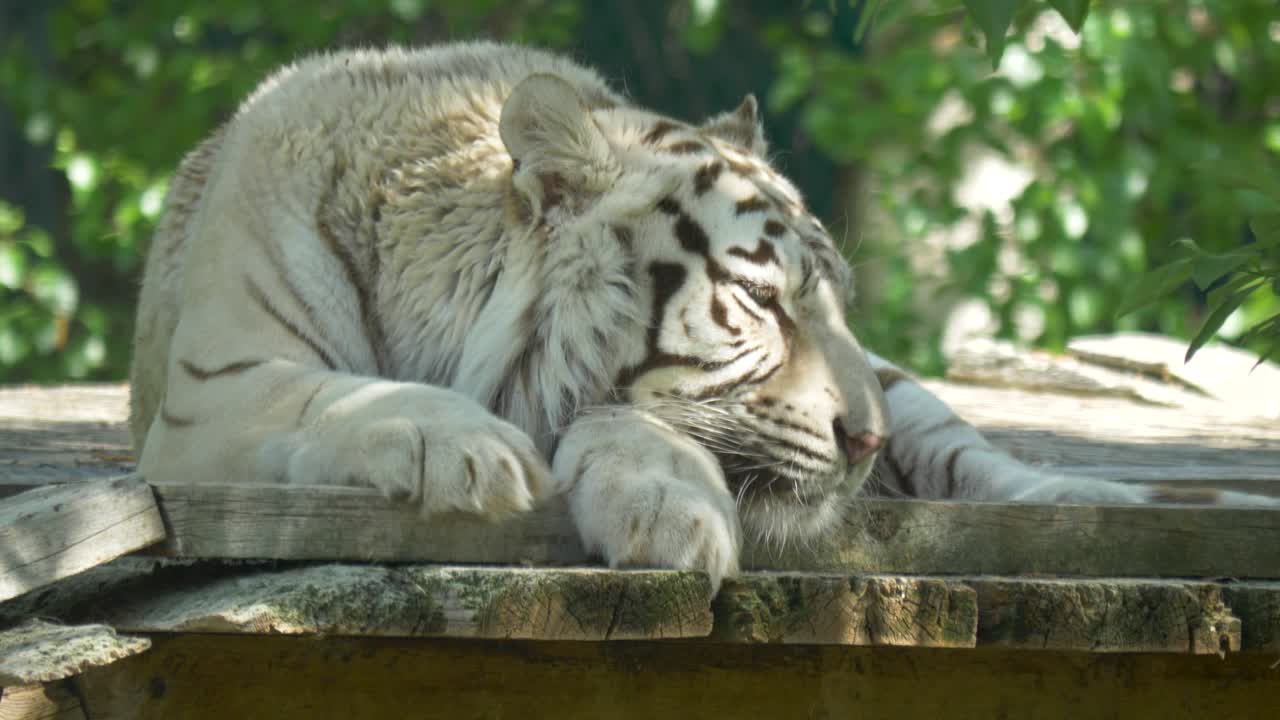 tigre blanco somnoliento tomando una siesta al sol