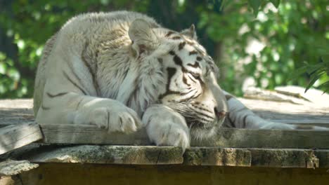 sleepy white tiger taking a nap in the sun