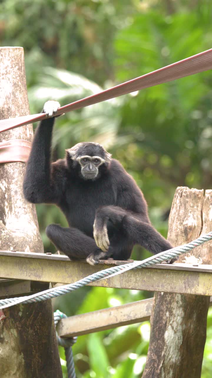 Un gibbone nero siede su una trave di metallo, guardandosi intorno prima di muoversi in uno zoo.