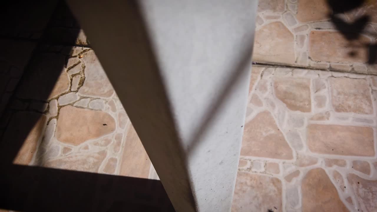 Tracking shot of a wild spider in the backyard of a house in the metropolitan area of Mexico City