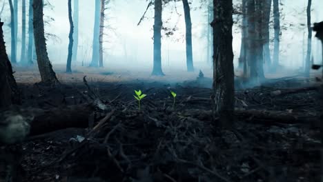 regrowth in a burned forest