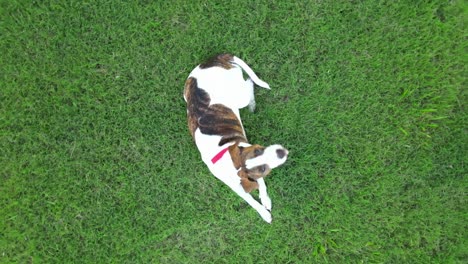 pitbull terrier pup curious about drone overhead