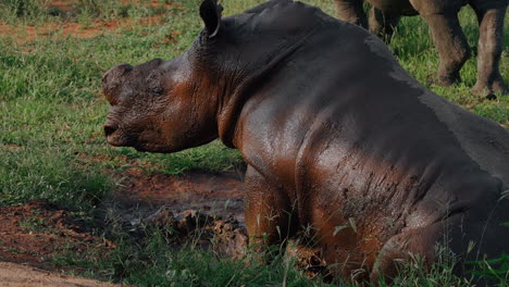 white rhino in mud