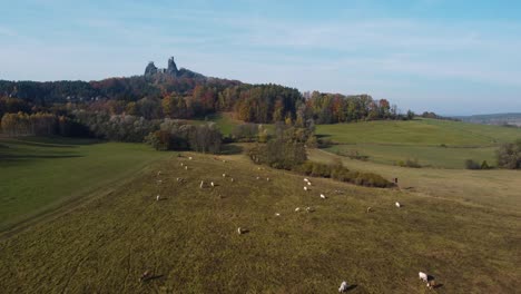 flying above a field with cattle towards ruins of a czech castle trosky