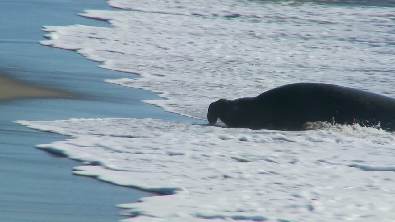 코끼리 물범은 서핑에 누워
