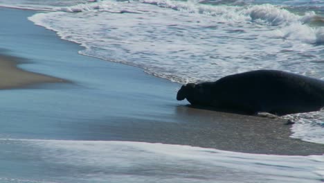 大象海豹在海浪中躺着