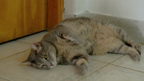 lindo gato gris joven jugando boca abajo en el suelo
