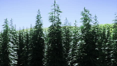 lush green hemp plants growing under clear blue sky in sunny rural setting