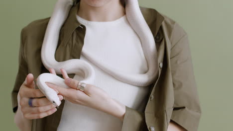 close up of an unrecognizable woman holding a white pet snake around her neck and hands on a green background