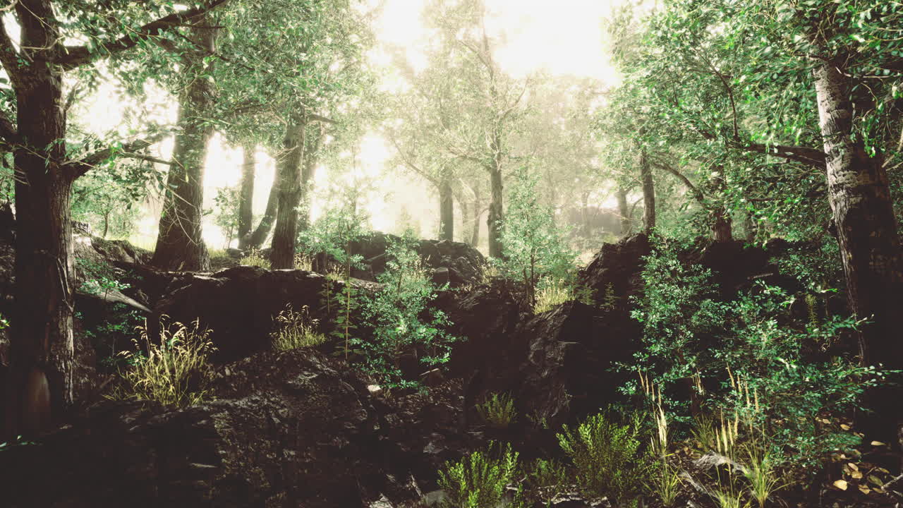 Lush green forest with sunlight filtering through trees in serene setting