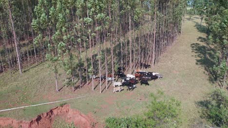 vista aerea del ganado en el sistema integrado lavoura, ganado, bosque