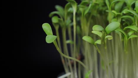 germination of seeds for nutrition. seedlings micro greens