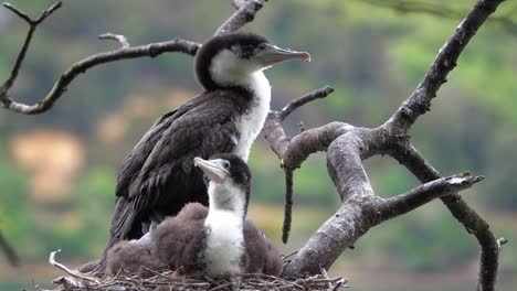 two fuzzy, cute pied shag chicks in nest wait for food to be delivered