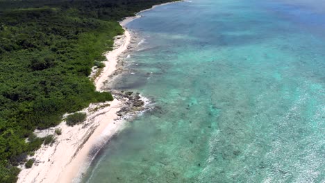 drone footage rising up and tilting down towards a turquoise ocean and coral reef in the caribbean with native forest and palm trees stretching along the beach as waves lap the shore