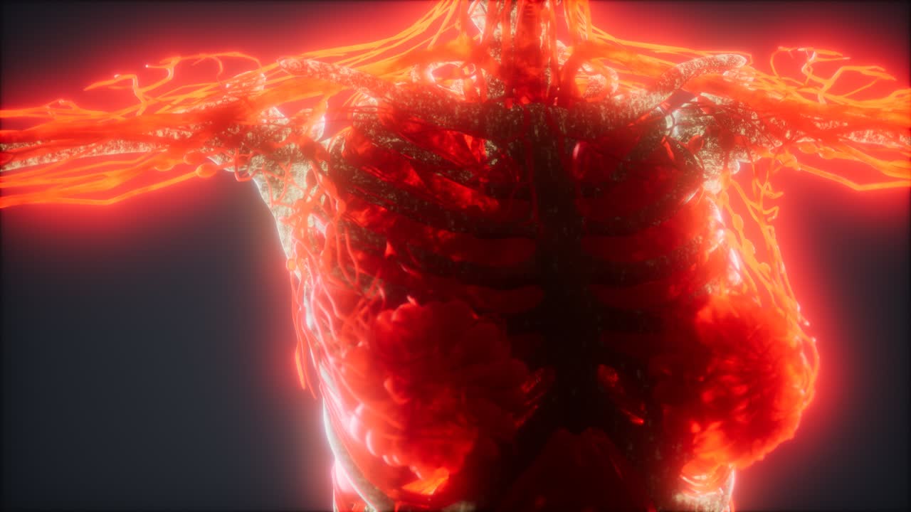 animación colorida del cuerpo humano que muestra huesos y órganos