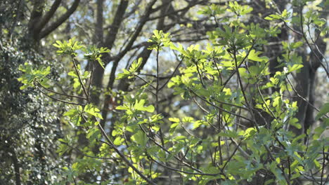 Frische-Grüne-Blätter-An-Zweigen-Im-Wald-Im-Süden-Frankreichs