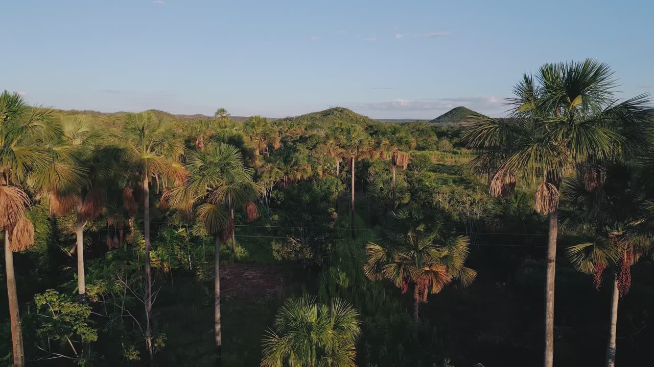 Slow glide aerial view shows dense Cerrado vegetation with tall palm trees in the foreground and rounded hills forming the background landscape under soft evening light