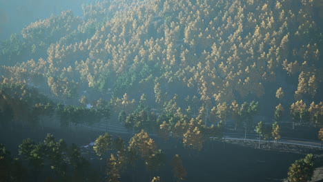 trees with yellow foliage in foggy mountains