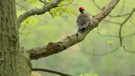 adult pileated woodpecker jumping around on branch foraging for insects