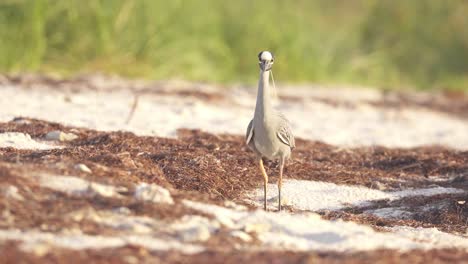 Gelb-Gekrönter-Nachtreiher,-Der-An-Der-Küste-Des-Sandstrandes-Spaziert