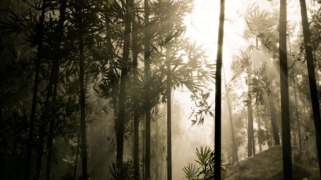 la luz del sol filtrándose a través del bosque de bambú en la niebla de la madrugada