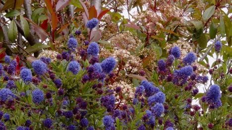 Tiro-Medio-De-Ceanothus-Y-Petirrojo-En-Flor